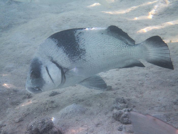 Plectorhinchus gibbosus