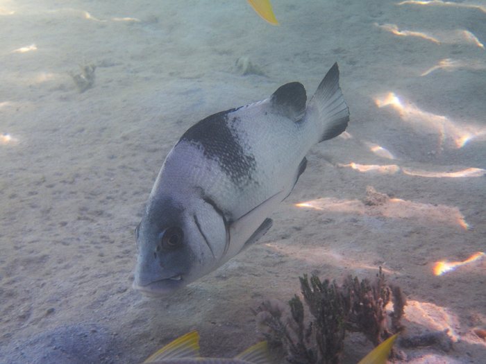 Plectorhinchus gibbosus