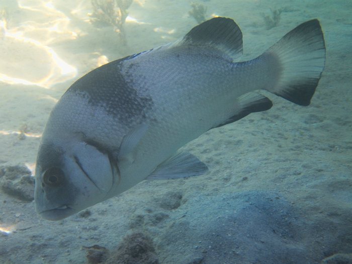 Plectorhinchus gibbosus