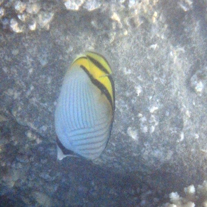 Chaetodon vagabundus