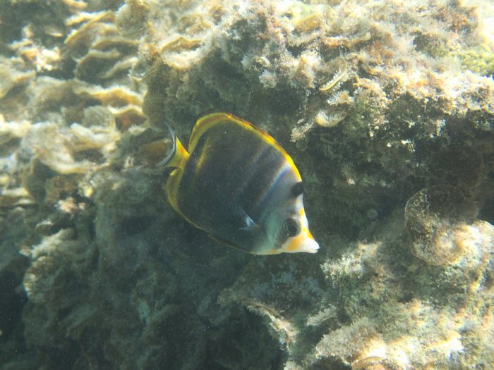 Chaetodon flavirostris