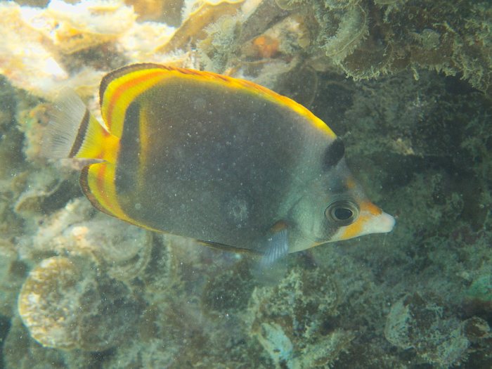 Chaetodon flavirostris