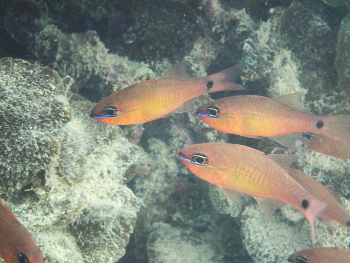 Ostorhinchus aureus