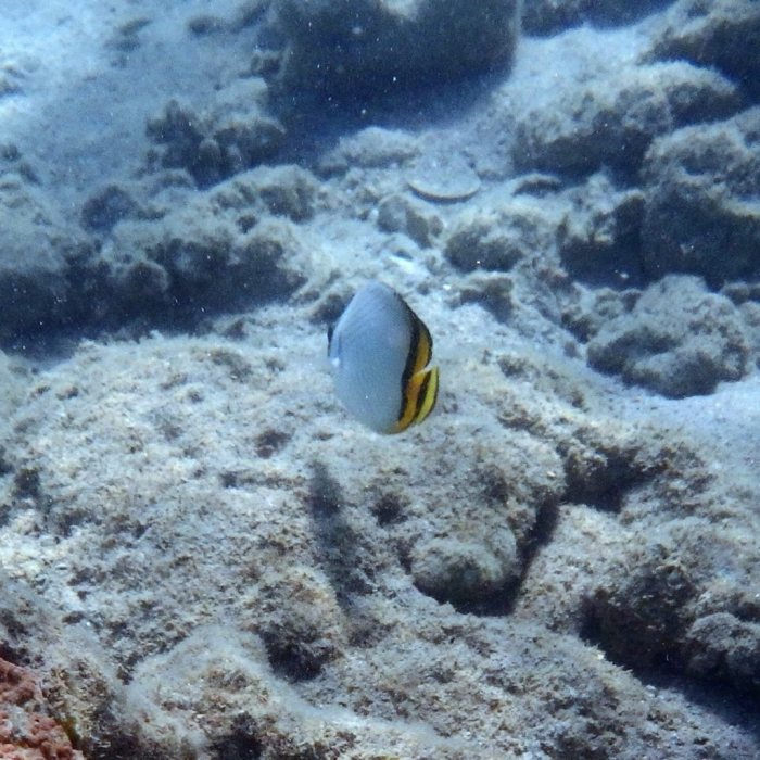 Chaetodon vagabundus