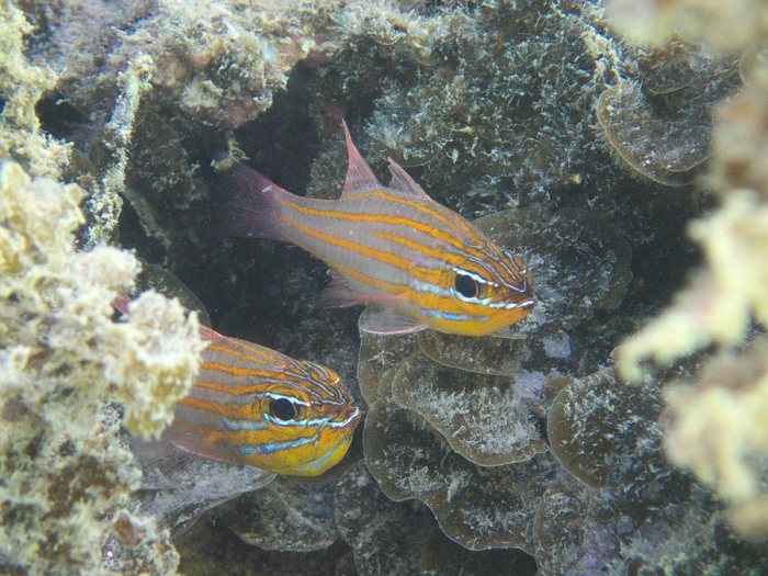 Ostorhinchus cyanosoma