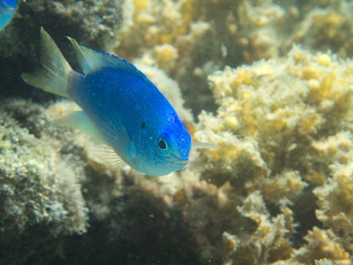 Pomacentrus pavo