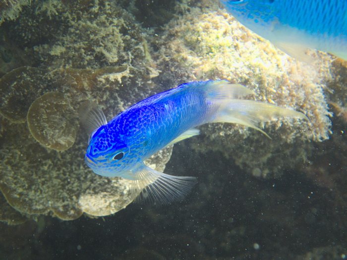 Pomacentrus pavo