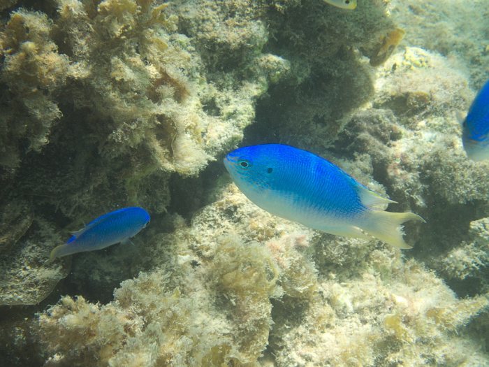Pomacentrus pavo