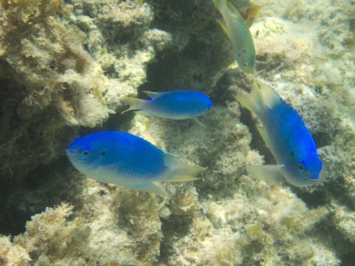 Pomacentrus pavo