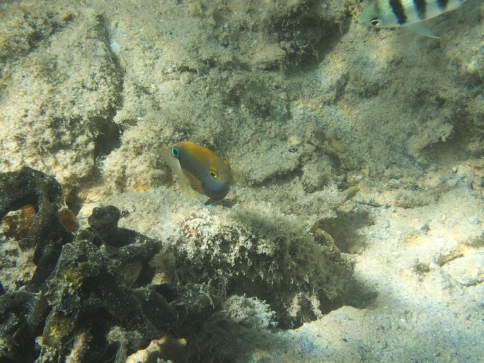 Pomacentrus chrysurus