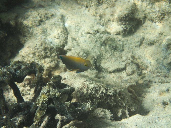 Pomacentrus chrysurus