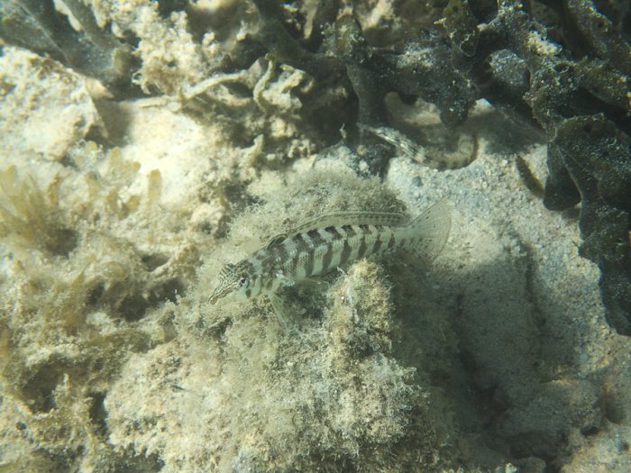 Parapercis australis