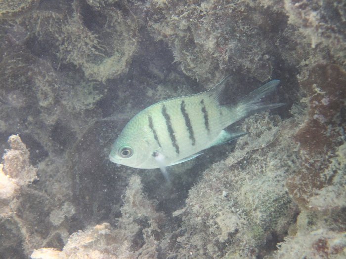 Abudefduf whitleyi