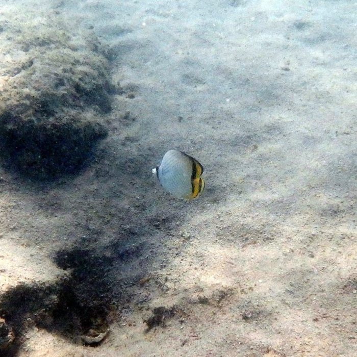 Chaetodon vagabundus