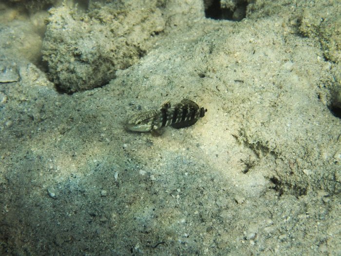 Amblygobius phalaena