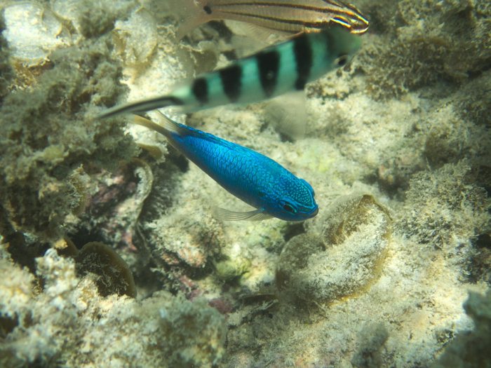 Pomacentrus pavo