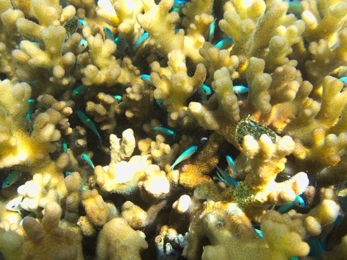 Chromis viridis