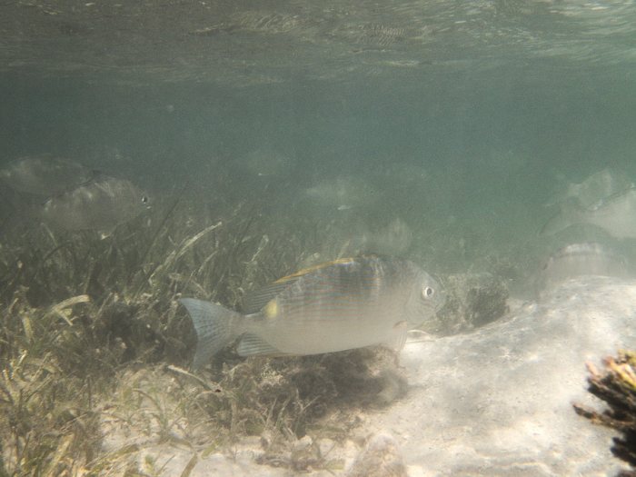 Siganus lineatus