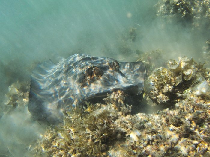 Neotrygon kuhlii