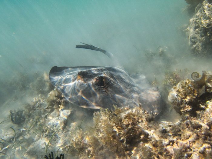 Neotrygon kuhlii