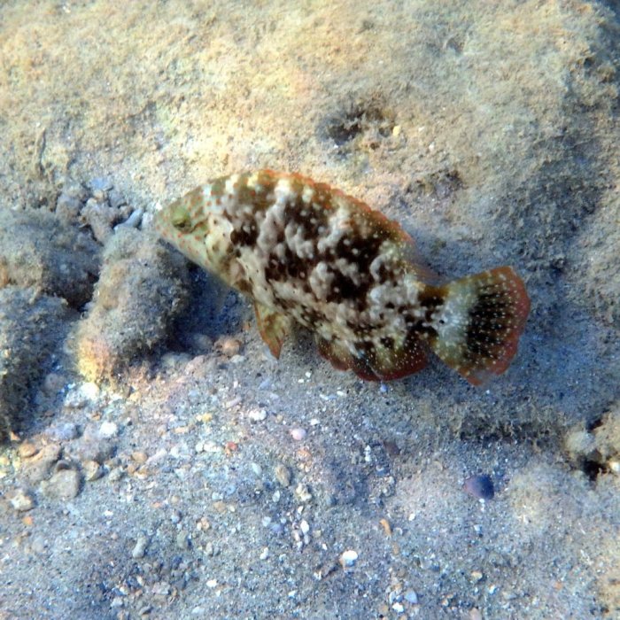 Cheilinus chlorourus
