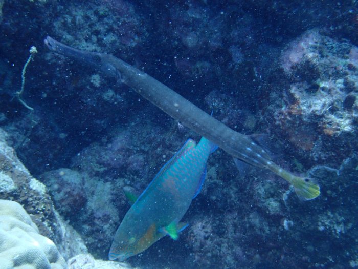 Aulostomus chinensis