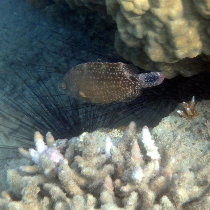 Cheilinus chlorourus