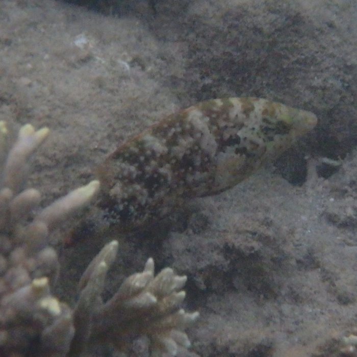 Cheilinus chlorourus