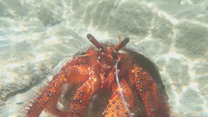 Dardanus megistos