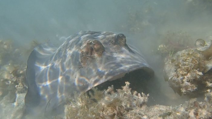 Neotrygon kuhlii