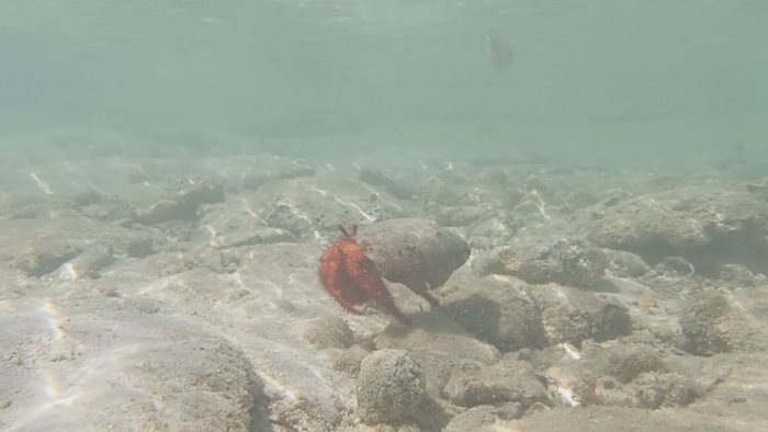 Dardanus megistos