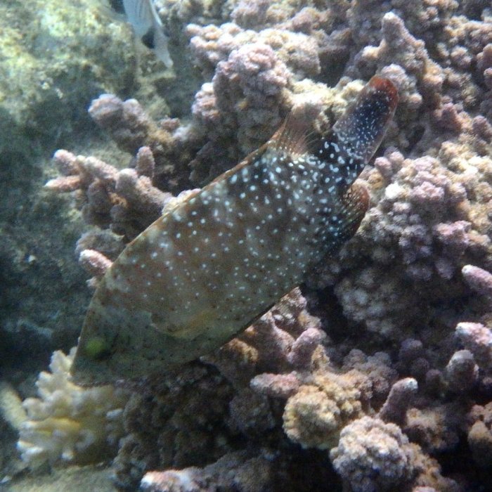 Cheilinus chlorourus