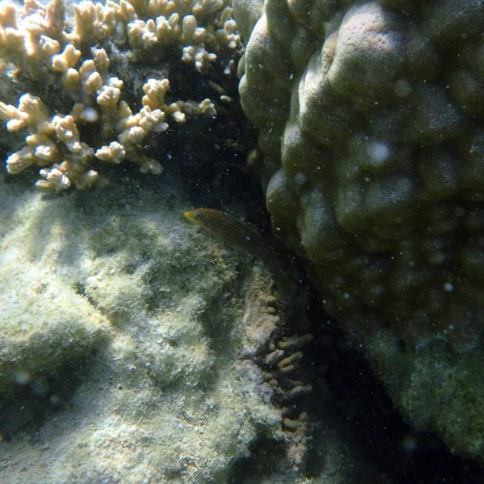 Cheilinus chlorourus