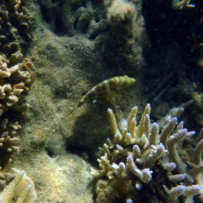 Cheilinus chlorourus