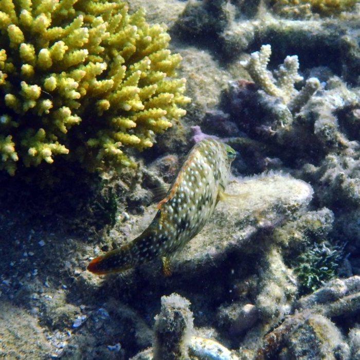 Cheilinus chlorourus
