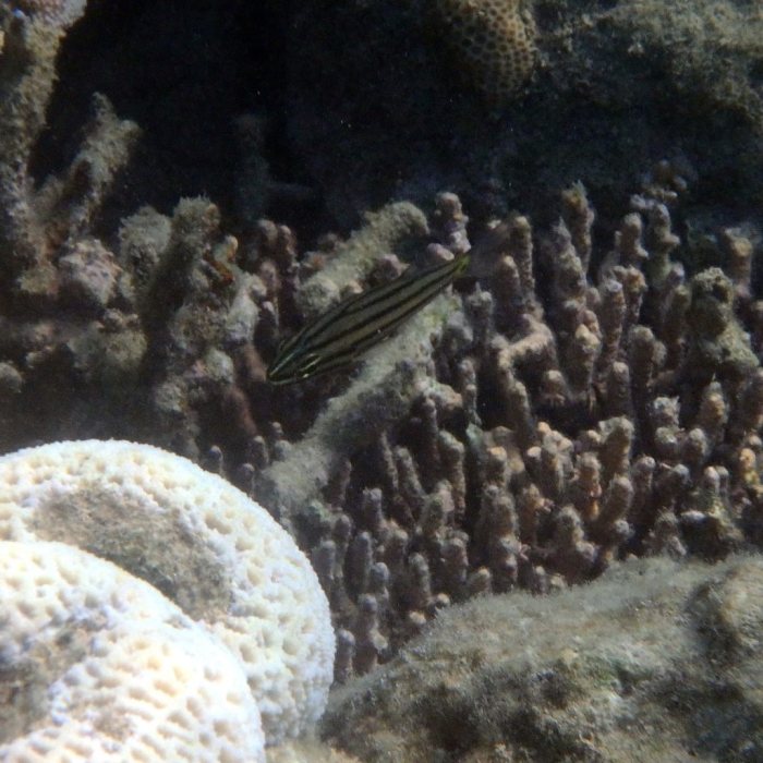 Cheilodipterus quinquelineatus