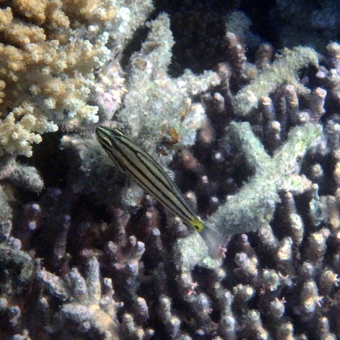 Cheilodipterus quinquelineatus