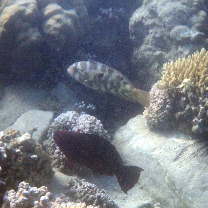 Choerodon graphicus