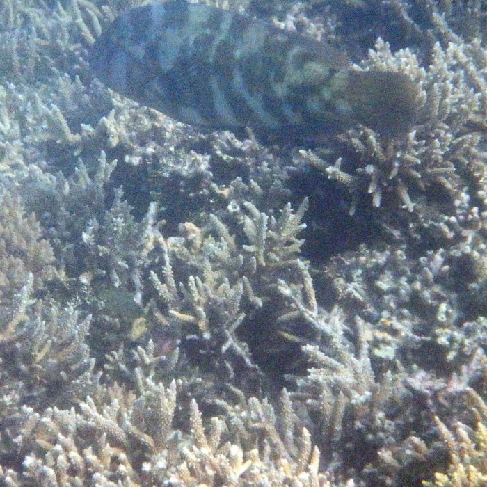 Choerodon graphicus