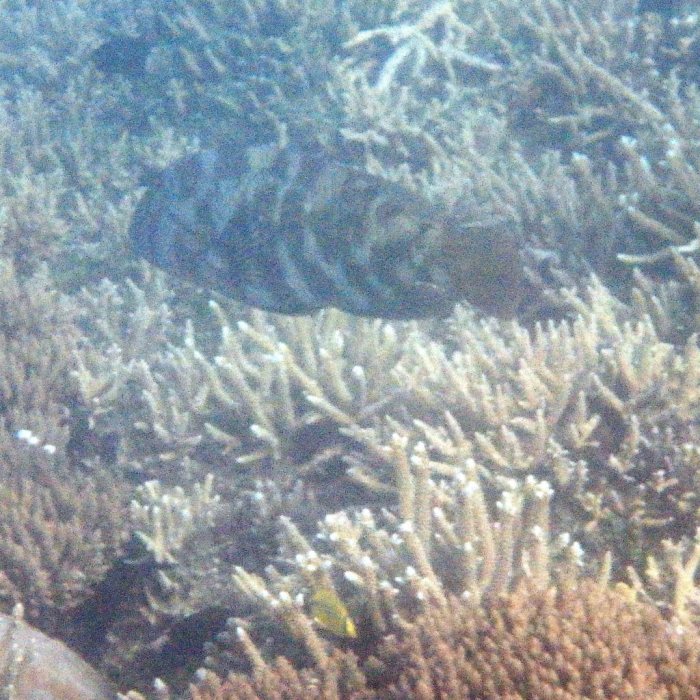 Choerodon graphicus