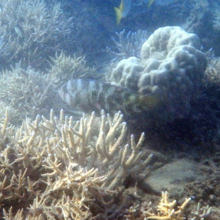 Choerodon graphicus