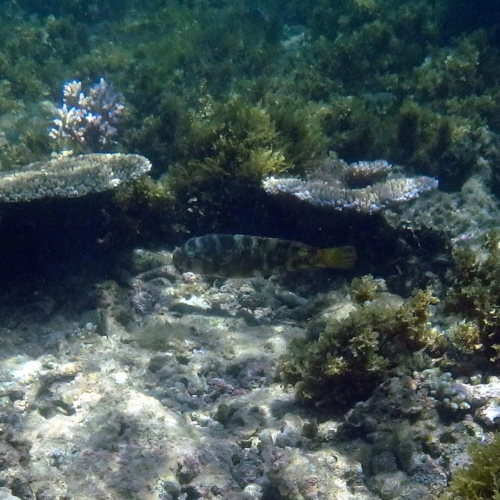 Choerodon graphicus