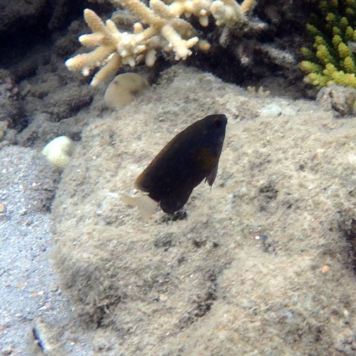 Chromis margaritifer