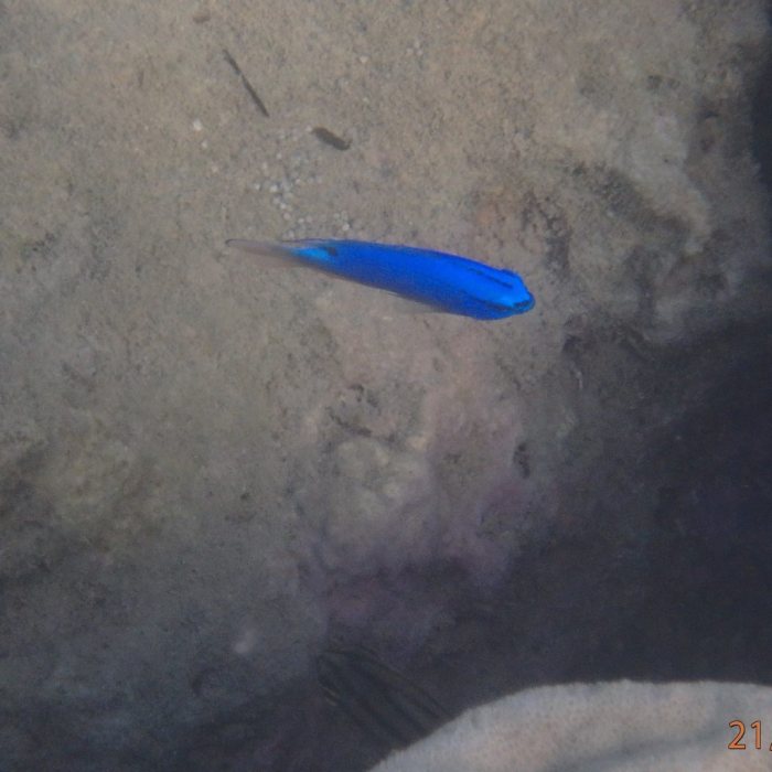 Chrysiptera taupou