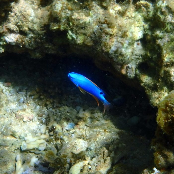 Chrysiptera taupou