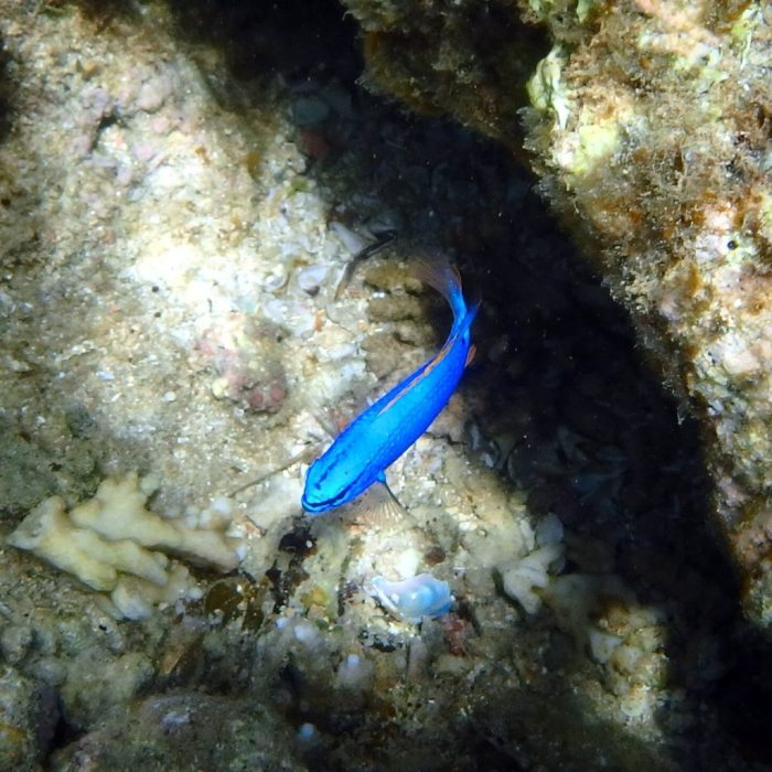 Chrysiptera taupou