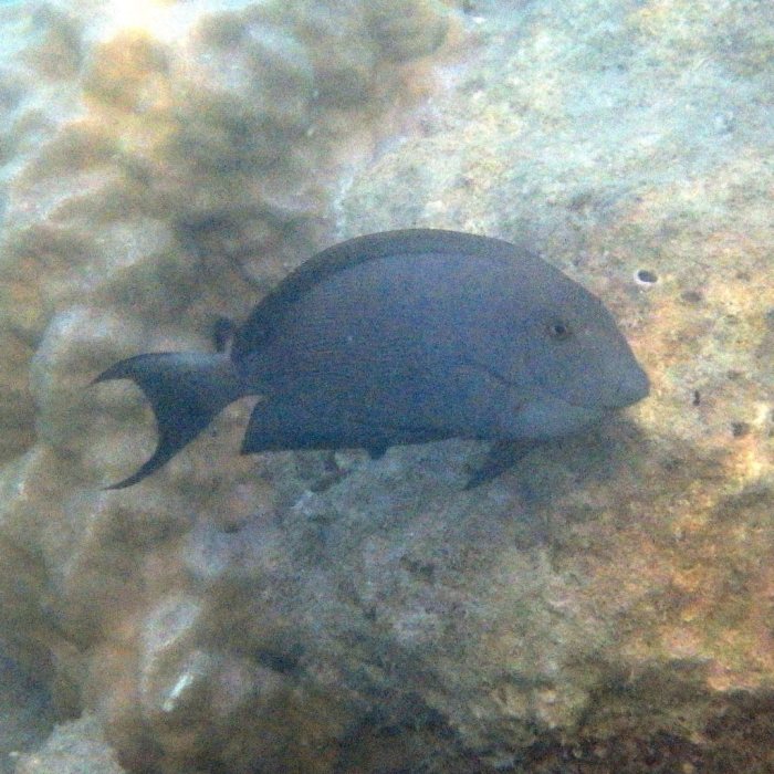Ctenochaetus striatus