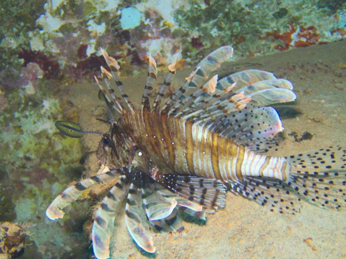 Poisson-scorpion