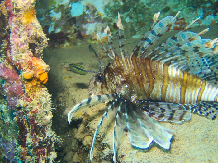 Poisson-scorpion