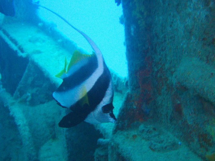 Heniochus acuminatus